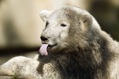 ホッキョクグマのクヌート、8か月に