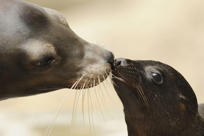 お母さんに優しく見守られるアザラシの赤ちゃん