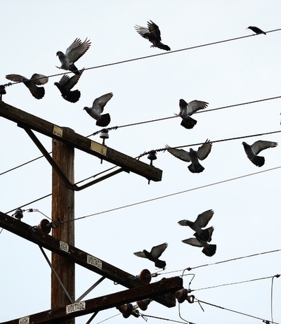 初期鳥類は「4つの翼で飛行」、中国チームが論文発表