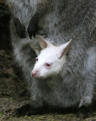 ママのポッケが一番安心、アルビノの赤ちゃんカンガルー