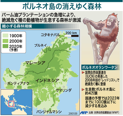 【図解】ボルネオ島の消えゆく森林