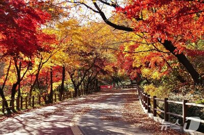 都心で楽しむ秋の風情…ソウル市「2025年 秋の紅葉道110選」公開