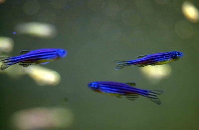 ゼブラフィッシュの全ゲノム配列解読