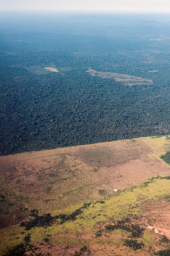 世界の森林生物種、半数が絶滅の危機 FAO報告書
