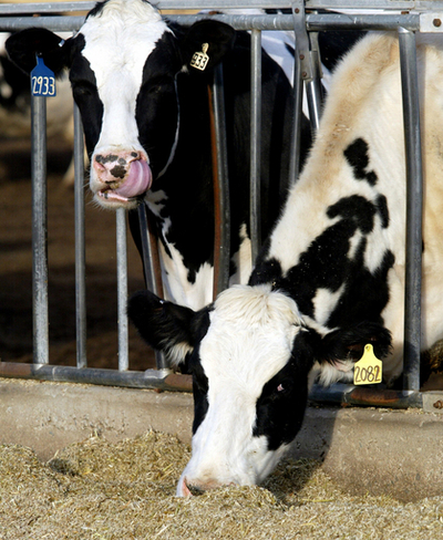 米国牛のゲノム解読に成功、国際研究チーム