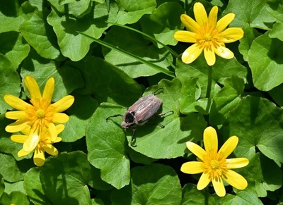 花に止まるコフキコガネ、モスクワ郊外