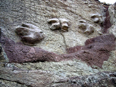 海抜4600メートルで先史時代の動物の化石、ペルー