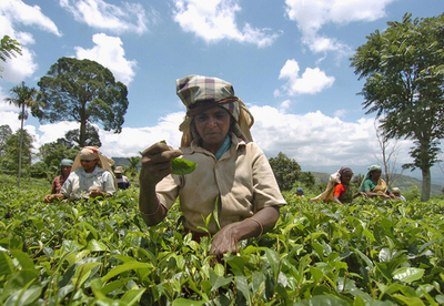 人気回復を狙う紅茶業界、課題はイメージ向上