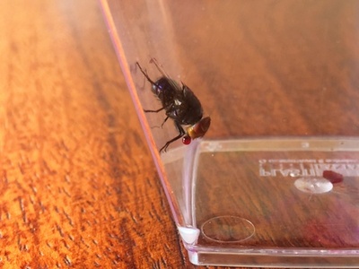 消化液で泡膨らますハエ、体温調節が目的 研究