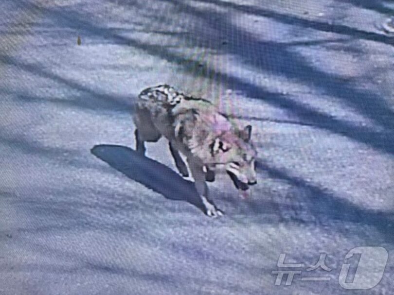 脱走したオオカミ＝大田消防本部提供(c)news1