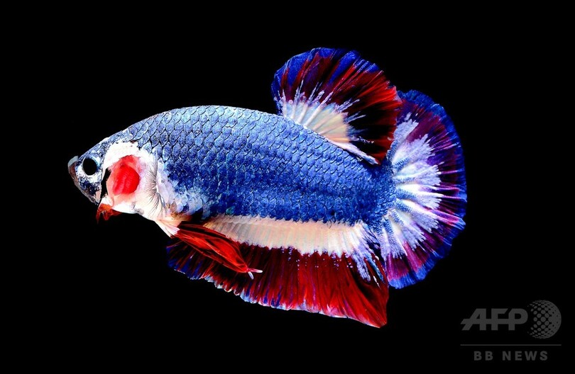 国旗と同じ色の魚 16万円で落札 タイ 写真1枚 国際ニュース Afpbb News