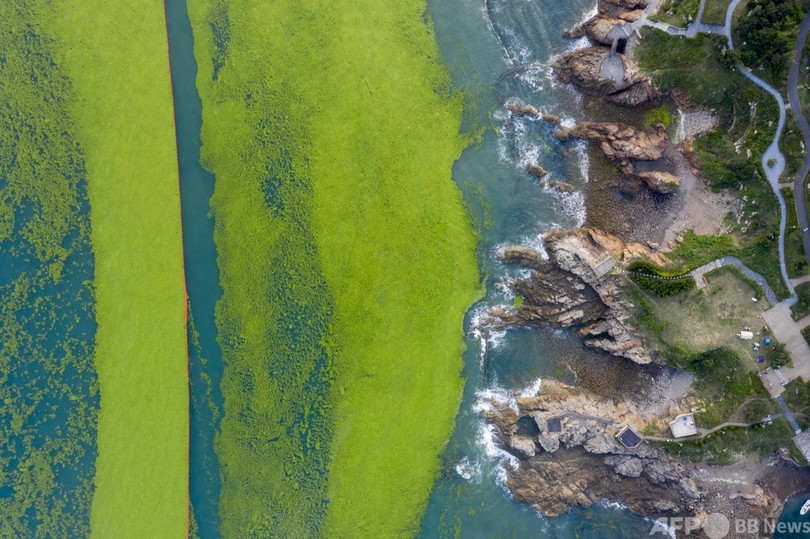 まるで「美しき死の世界」 中国・青島市で大量の緑藻が発生