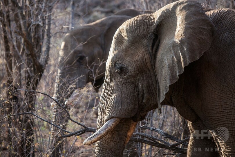 アフリカゾウ 過去10年で11万1000頭減少 密猟急増が原因 写真1枚 国際ニュース Afpbb News