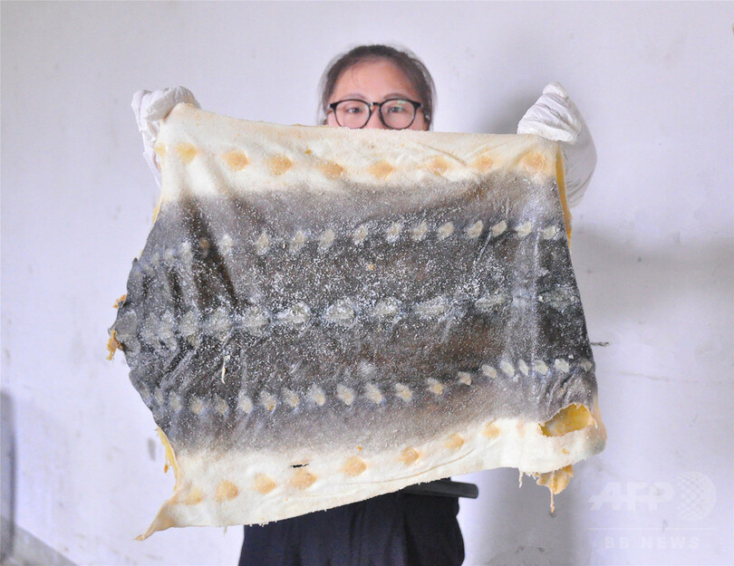 チョウザメの皮を初輸出、食用でなく加工用