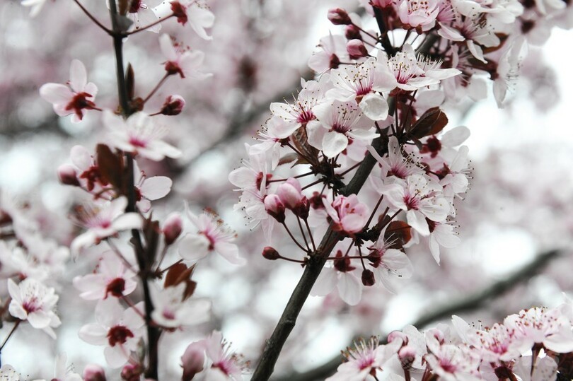 コソボの春を彩るサクラ、見頃を迎える  ドレナス