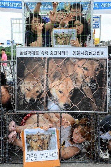 韓国の犬肉祭り、抗議受け中止 韓国の犬肉祭り、抗議受け中止