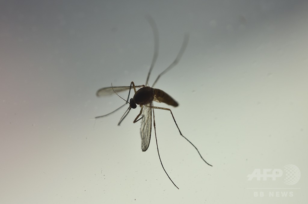 ジカウイルス、性行為による女性から男性への感染を初確認 米国 ジカウイルス、性行為による女性から男性への感染を初確認 米国