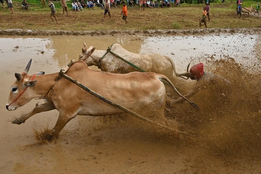 泥を浴びてもしっぽを離すな！ インドネシア伝統の牛レース 写真21枚