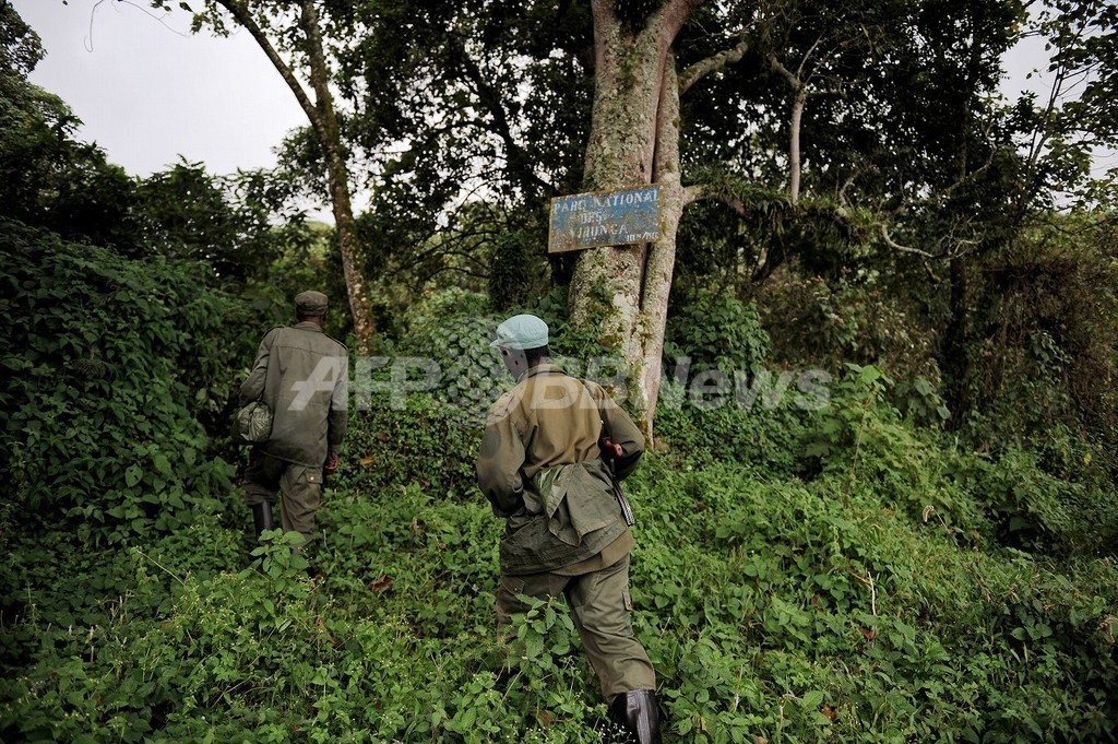 世界遺産のヴィルンガ国立公園、兵士に殺される動物たち コンゴ 世界遺産のヴィルンガ国立公園、兵士に殺される動物たち コンゴ