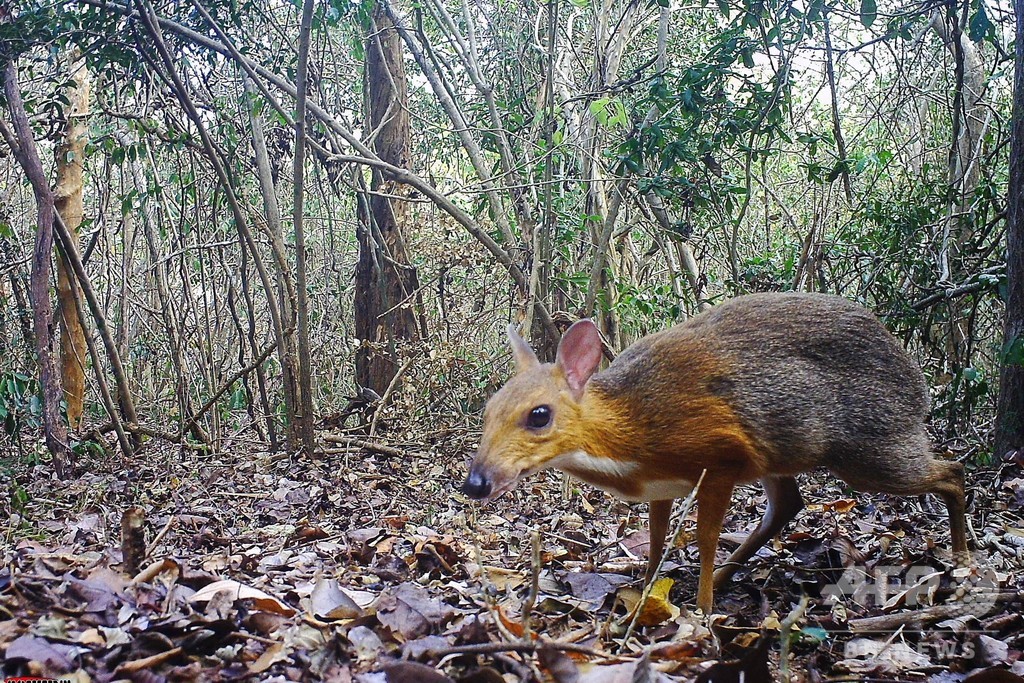 国際ニュース：AFPBB Newsベトナムのマメジカ希少種、約30年ぶりに森で発見 生息信じて研究