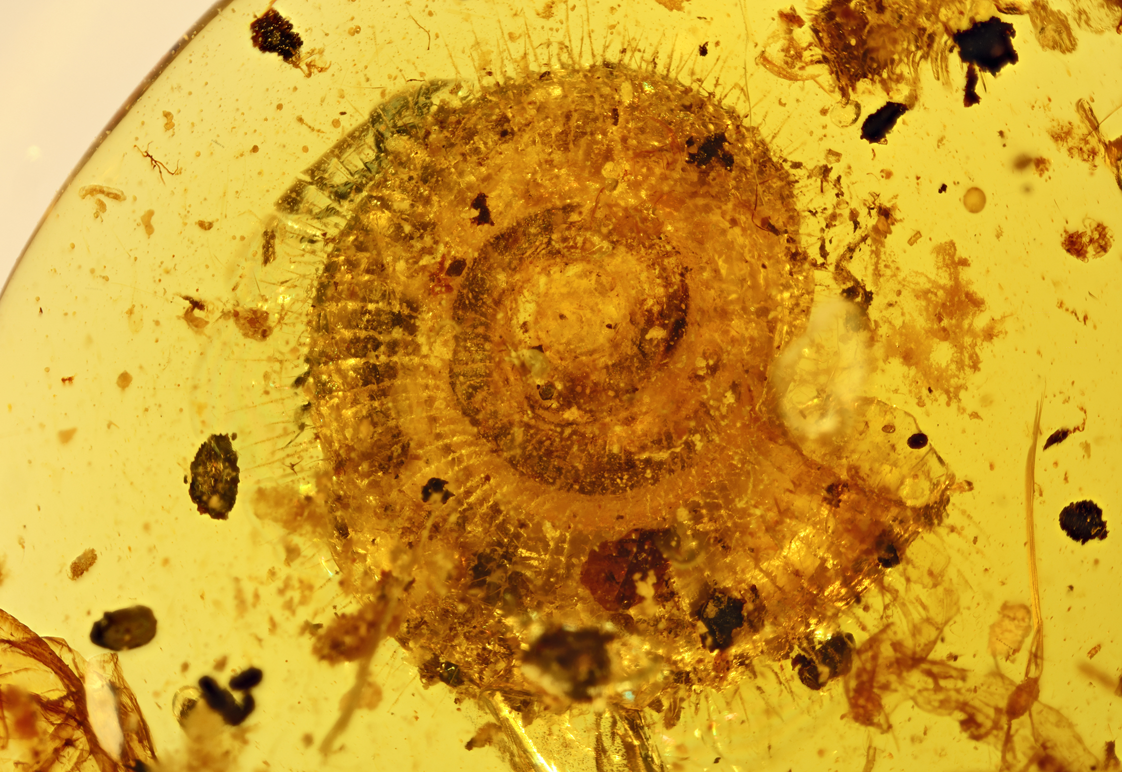 1億年前の毛の生えたカタツムリ化石を発見 中国国内外の研究者