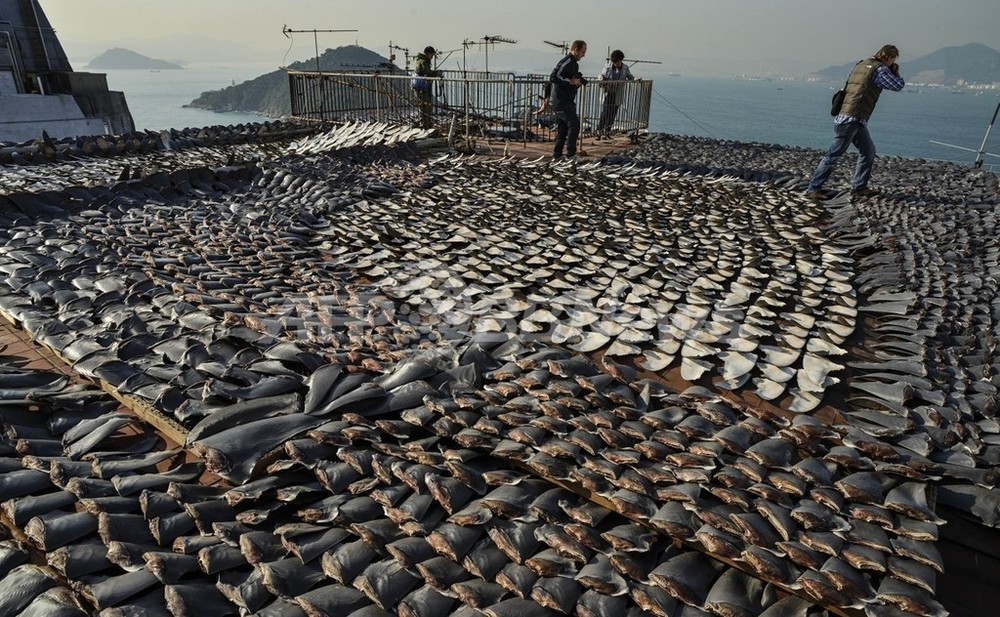 サメ5種、新たに保護対象に ワシントン条約締約国会議 写真2枚 国際ニュース：AFPBB News