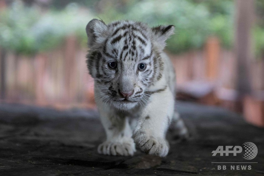 三つ子のホワイトタイガーの赤ちゃん、動物園で公開 中国・昆明 写真14