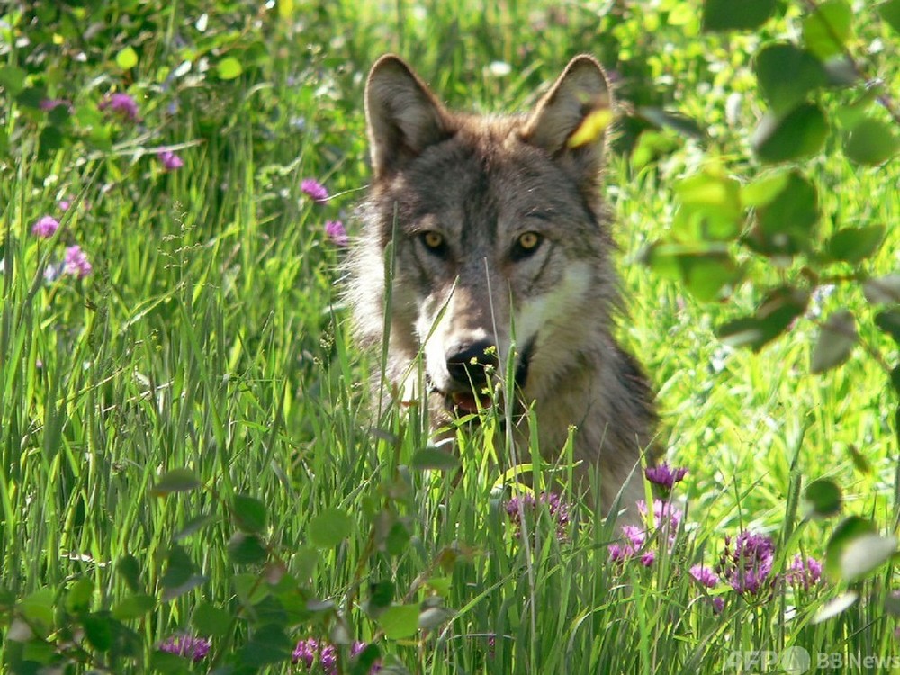 トランプ政権、オオカミ保護を撤廃 狩猟解禁で票の掘り起こしへ