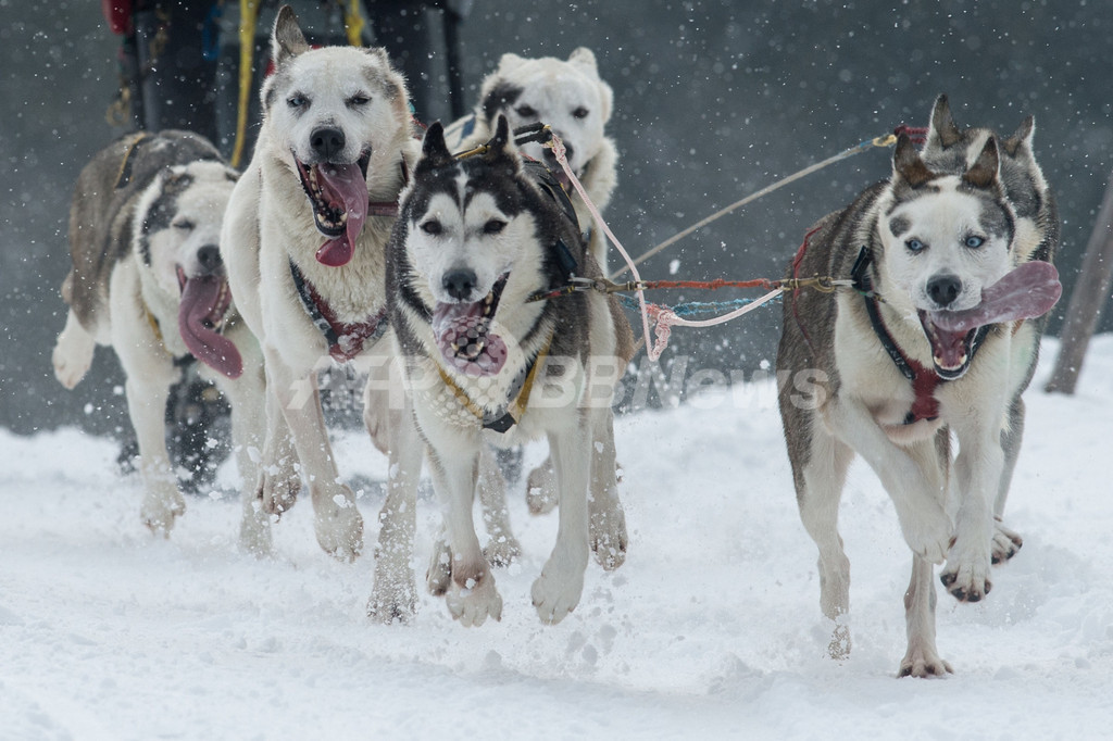 雪の中を疾走！犬ぞり欧州選手権 ドイツ