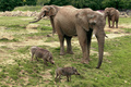仏トワリー動物園で飼育される動物たち（資料写真）。(c)AFP/ARTHUS BOUTIN