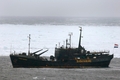 2008年3月30日、セントローレンス（Saint Lawrence）湾でアザラシ漁を監視するシー・シェパード（Sea Shepherd Conservation Society）の船。(c)AFP/Getty Images/Joe Raedle