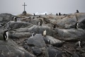 「グアノ」だらけ。(c)AFP/EITAN ABRAMOVICH