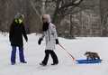 雪が積もったニューヨーク市のセントラルパークで、飼い犬をそりに乗せて歩く人（2015年1月27日撮影）。(c)AFP/Stan HONDA
