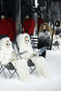フランス・パリ市内で発表された「モンクレール ガム・ルージュ（Moncler Gamme Rouge）」12/13年秋冬コレクション（2012年3月8日撮影）。(c)Moncler Gamme Rouge