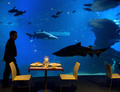 スペインのパルマデマジョルカ（Palma de Mallorca）にあるパルマ水族館（Palma Aquarium）で、欧州域内で最も水深のあるサメの水槽「ビッグ・ブルー（Big Blue）」の前にセッティングされたディナーテーブル（2013年7月18日撮影）。(c)AFP/JAIME REINA