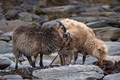 英スコットランド・オークニー諸島ノースロナルドセー島で海藻を食べるヒツジ（2021年9月7日撮影）。(c)Adrian DENNIS / AFP