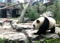 ジャイアントパンダ館内を歩く「萌玉（モンユー）」（2019年10月13日撮影）。(c)Xinhua News