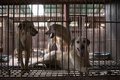 韓国・原州市にある飼養場の犬たち（2016年4月27日撮影）。(c)AFP/Ed Jones