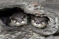 コツメカワウソ。台湾の台北市立動物園で（2020年9月16日撮影）。(c)SAM YEH / AFP