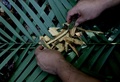 ブラジル北西部アマゾナス州マナウスの西にあるサテレマウェの居住地で、薬用植物とされるアマゾン熱帯雨林原産のカラパナウバを集める人（2020年5月17日撮影）。(c)Ricardo OLIVEIRA / AFP