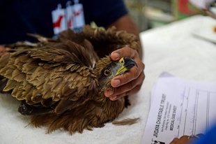 過酷な熱波、鳥も脱水症状に インド