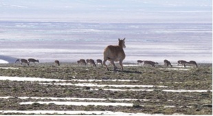 中国・ココシリに「ロボットチルー」が登場