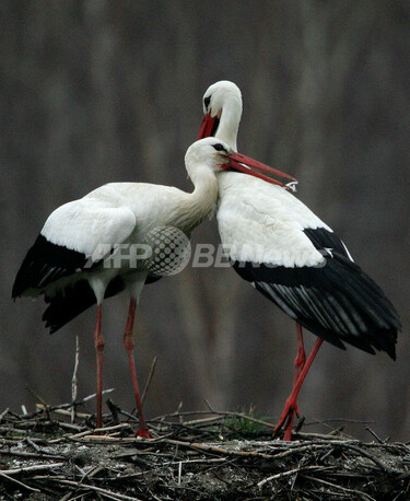 ドイツでコウノトリ、越冬地から帰還 写真7枚 国際ニュース：AFPBB News