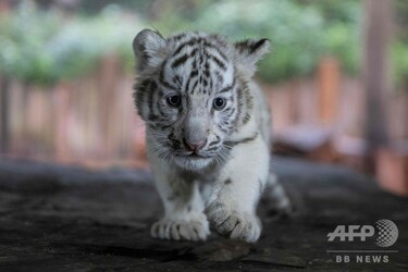 三つ子のホワイトタイガーの赤ちゃん、動物園で公開 中国・昆明 写真14