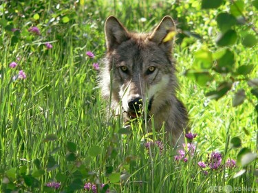 トランプ政権、オオカミ保護を撤廃 狩猟解禁で票の掘り起こしへ 写真2