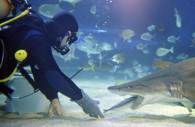 そんなに近寄るの？サメの「食事ショー」