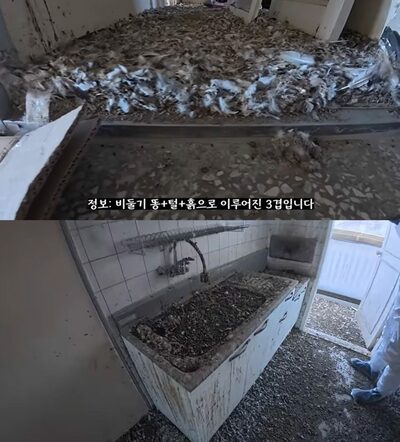 韓国史上、最高難度の清掃現場…ハトに占領された空きマンション、その凄まじさに「悲鳴」
