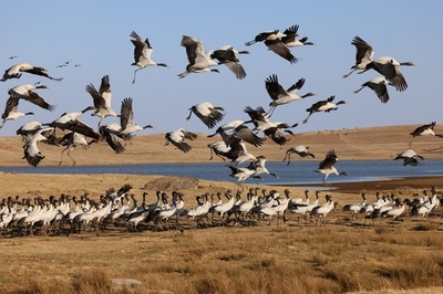 【写真特集】「鳥類のパンダ」オグロヅル、越冬地から旅立ち北へ