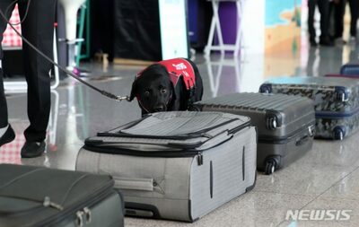 「1秒で薬物判読」…韓国税関のX線ベテランと探知犬の「最強コンビ」