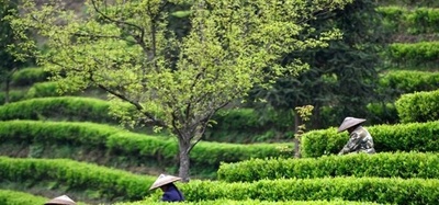 春の茶摘みの季節、茶産業が農民の収入を増やす 中国・桂林市